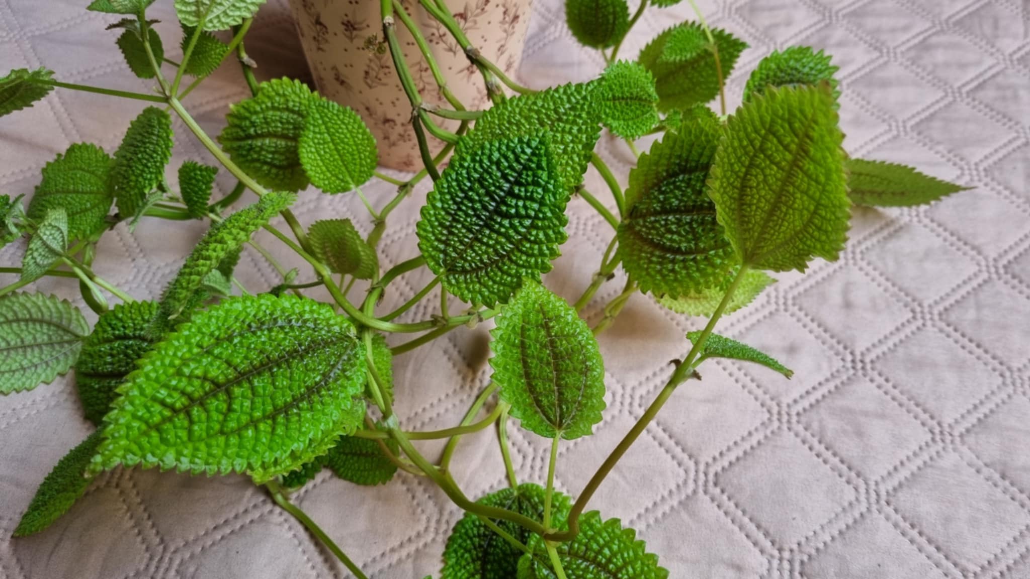 Maanvallei Pilea